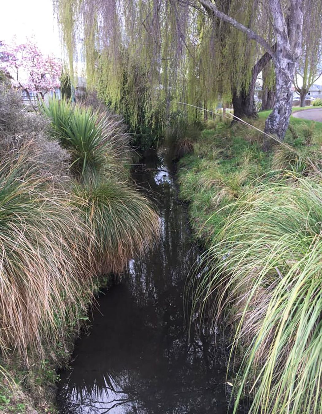 Shirley Stream revegetation