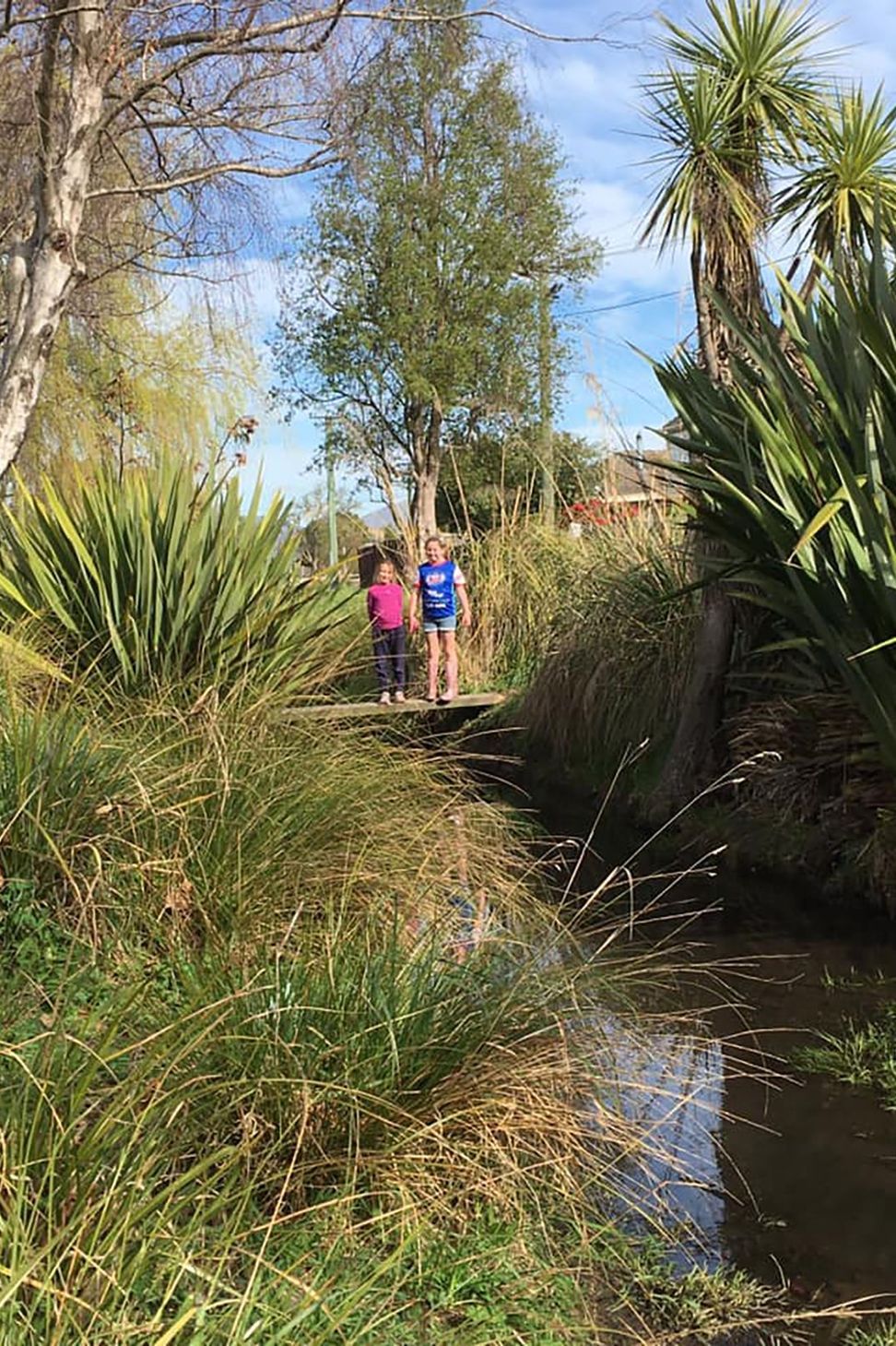Shirley Stream revegetation