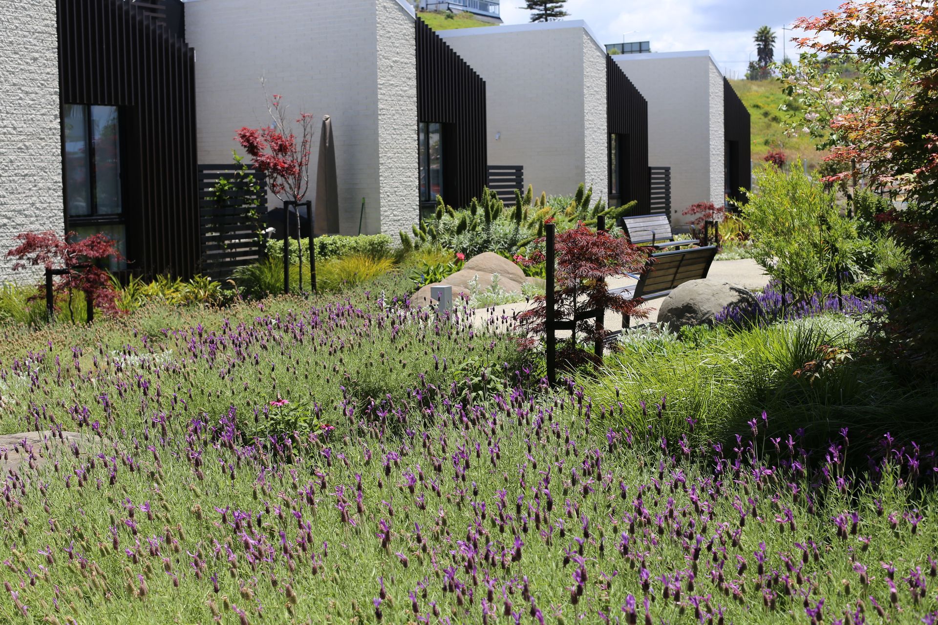 A butterfly walk includes plants—such as lavender—that are known to attract butterflies and bees.