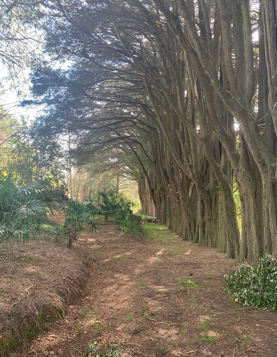 Established treescape.