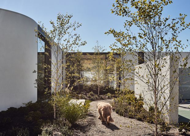 A landscaped courtyard passage between curved and rectilinear white rendered building volumes. A gravel garden path leads through young trees and low planting toward a partially glazed or open central courtyard, with a glimpse of a turquoise pool or water feature at right. The architecture has clean contemporary forms, dark-framed glazing, and a restrained natural palette.