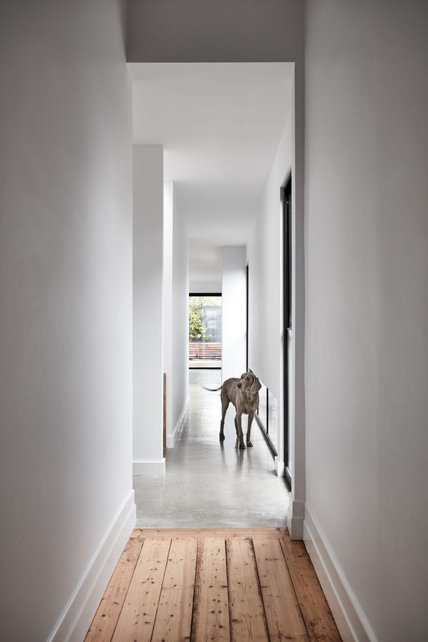 A narrow, minimalist residential hallway viewed from an entry area, with white walls and trim, a transition from warm natural timber floorboards to a smooth grey concrete-like floor, and dark-framed glazing or doors along the right side. A dog stands midway down the bright corridor, with daylight and greenery visible at the far end.