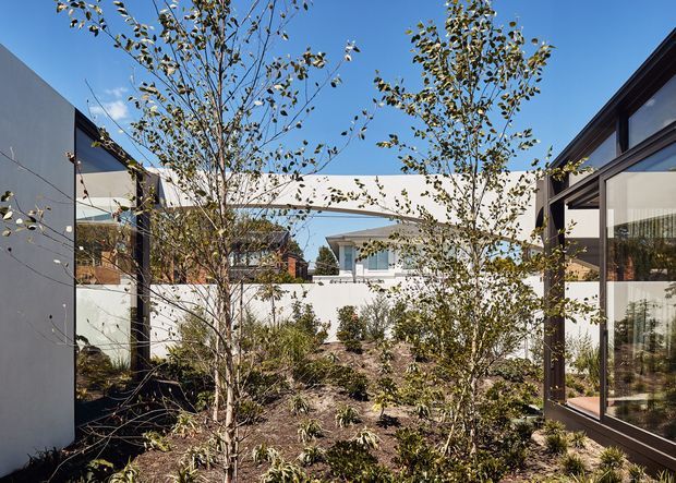 A landscaped courtyard or garden passage between contemporary buildings, with young deciduous trees, native-style planting and gravel or mulch ground cover. White rendered walls and dark-framed floor-to-ceiling glazing enclose the space, while a covered horizontal connection bridges the buildings. Bright clear daylight and blue sky create an open, modern architectural setting.
