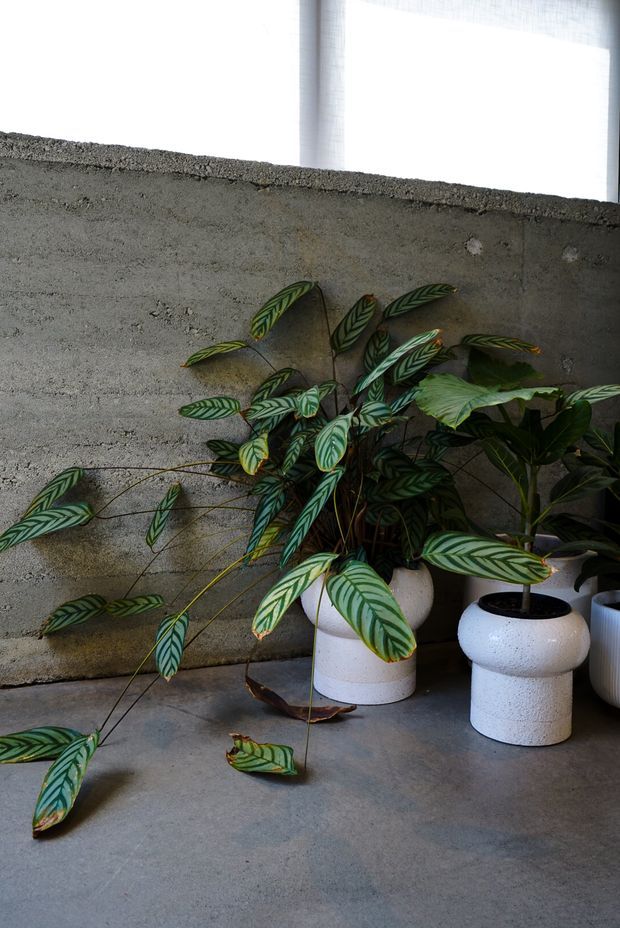 A calm indoor plant display against a raw grey concrete wall, with patterned green foliage in rounded white ceramic planters. The space has a polished concrete floor and strong natural light filtering through a high window or sheer glazing, creating a minimalist, botanical interior vignette.