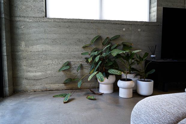 A minimalist interior corner with a raw textured concrete wall, polished concrete floor, high narrow window, and a dark built-in media unit. Several leafy indoor plants in white ceramic planters soften the industrial setting, with part of a light upholstered sofa visible in the foreground.