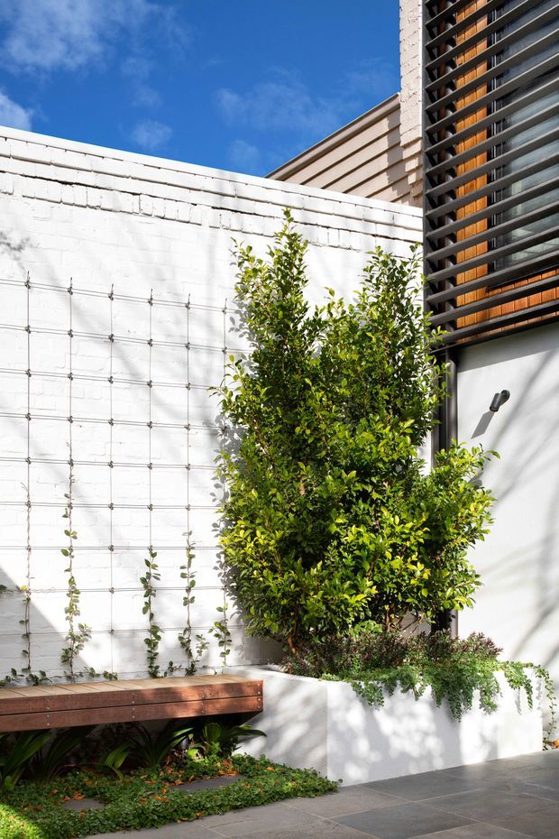 A bright, contemporary landscaped courtyard beside a white-painted masonry wall. The courtyard includes a timber bench, raised white planter with a clipped leafy tree and trailing plants, wall-mounted trellis wires with climbing vines, dark paving, and a modern upper-level façade with horizontal dark louvres and warm timber-toned screening.