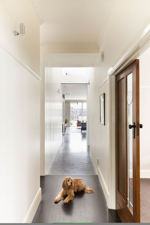 A bright, narrow residential hallway viewed toward an open-plan living area. The corridor has white walls and ceiling, decorative cornice detailing, dark grey flooring, and a dark timber door with patterned glass on the right. A skylight or high-level opening brings natural light into the hall, while a small dog lies in the foreground.