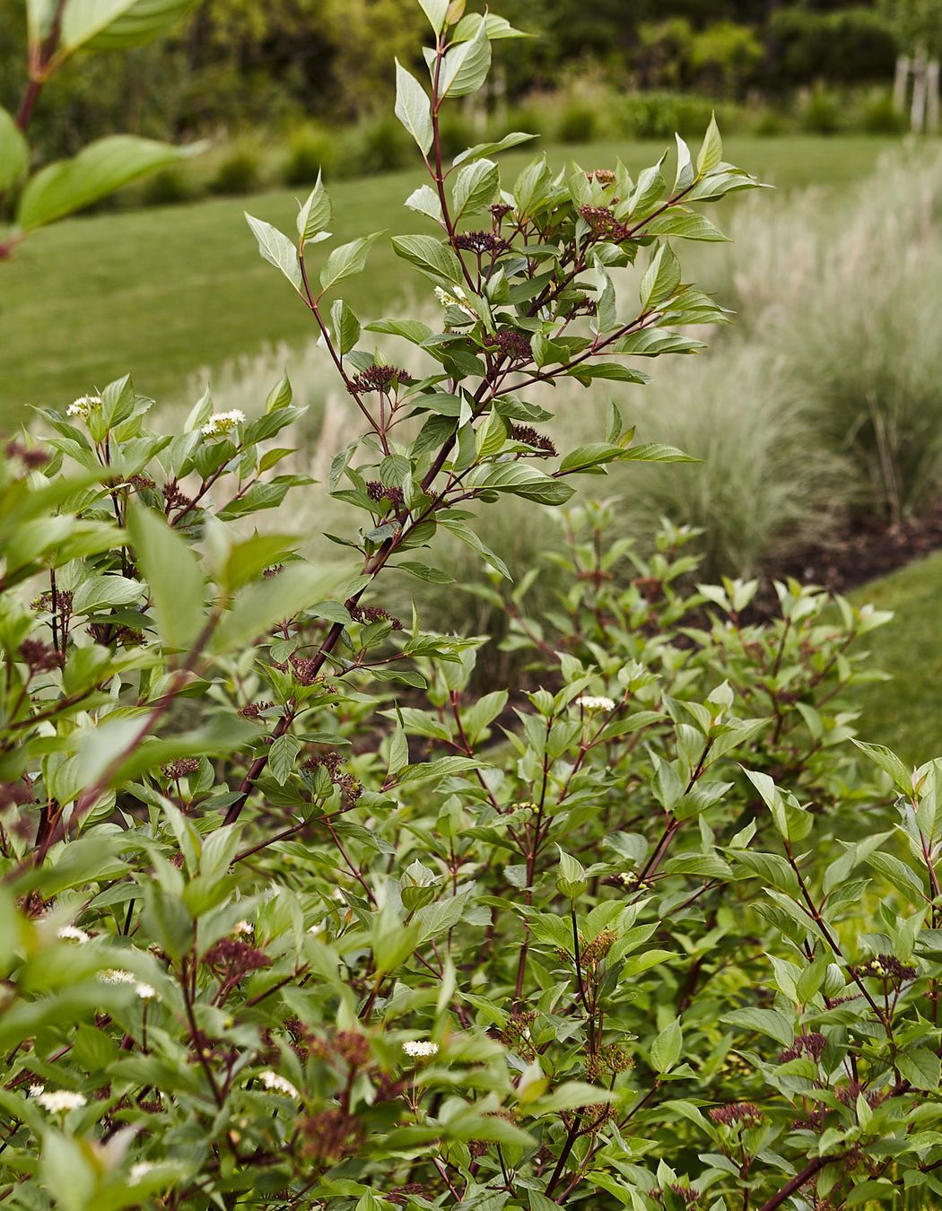 Te Mata Peak, Havelock North
