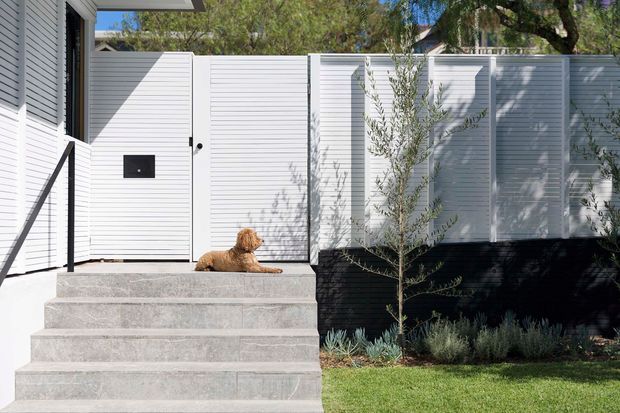 Exterior view of a contemporary residential entry with broad pale grey tiled steps leading to a white horizontal-slatted gate and privacy screen. A black handrail, dark lower wall, young tree, low planting and lawn frame the entrance, while a small dog rests on the landing. The composition is clean and modern with strong horizontal lines and contrasting black-and-white finishes.