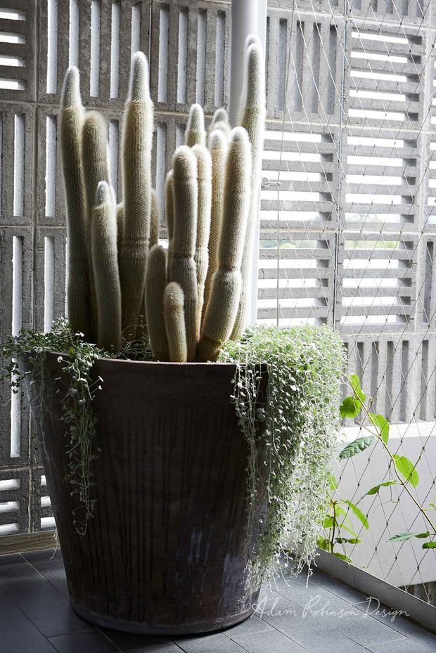 A tall indoor or semi-enclosed planted balcony/courtyard corner featuring a large dark ribbed planter filled with upright fuzzy columnar cacti and trailing greenery. The plants sit against a textured grey concrete breeze-block screen and a diamond-patterned glazed or screened wall, with dark tiled flooring and abundant filtered daylight. The image has a refined biophilic architectural character.