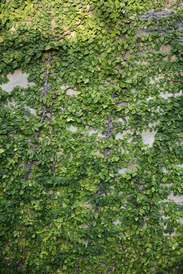 Close-up view of a dense leafy climbing plant covering a textured masonry or concrete wall, creating a living green wall surface. The image is dominated by layered green foliage with small areas of the pale wall visible between vines.