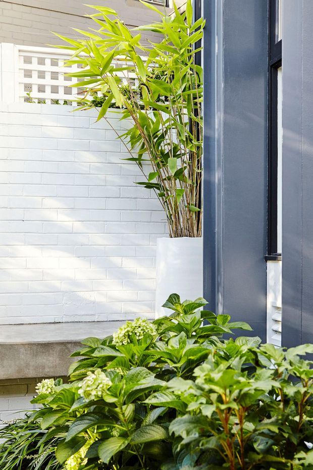 A bright landscaped courtyard or entry garden beside a modern building. White-painted brick walls and a dark blue-grey vertical facade frame a concrete step and large white planter filled with tall bamboo-like foliage, with dense green hydrangea and other planting in the foreground. A small patterned opening in the brick wall provides a decorative architectural detail.