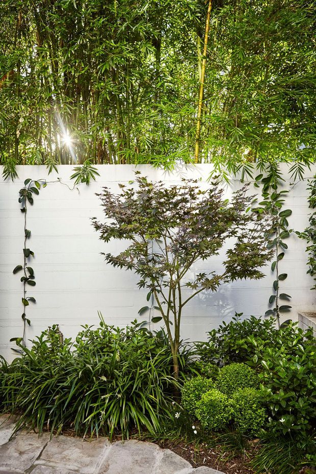 A lush landscaped courtyard garden bordered by a white painted masonry wall. Dense bamboo rises behind the wall, while climbing vines, layered shrubs, ornamental grasses, a small Japanese maple-like tree, and clipped rounded foliage fill the planting bed. Irregular pale stone paving is visible in the foreground, with dappled sunlight filtering through the greenery.