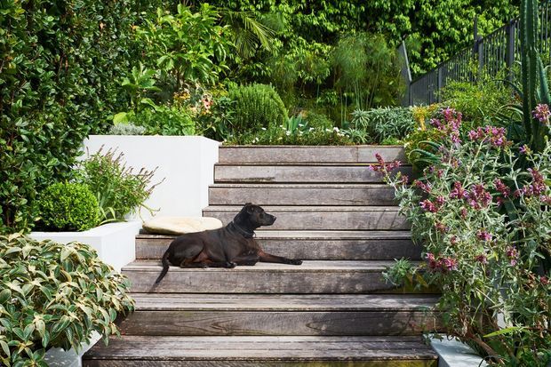 A landscaped outdoor garden staircase made from broad timber steps, surrounded by dense planting, shrubs, and flowering vegetation. White rendered planter walls frame the stairs, with a dark metal fence along the upper right side. A dog is resting on the steps.