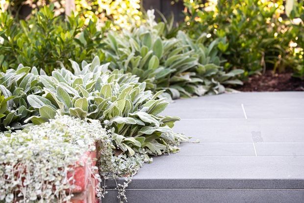 Close-up landscaped garden view showing layered silvery foliage planting beside a broad flight of pale grey tiled steps. A trailing plant spills over the edge of a raised planter in the foreground, with dense green garden vegetation behind.