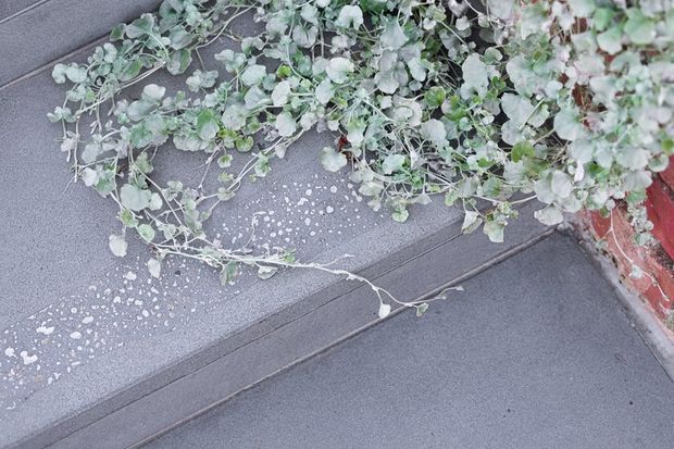 Close-up view of dark grey textured outdoor steps or paving, partially covered by trailing green foliage. A red brick wall is visible along the right edge, with light-colored speckling across the surface.