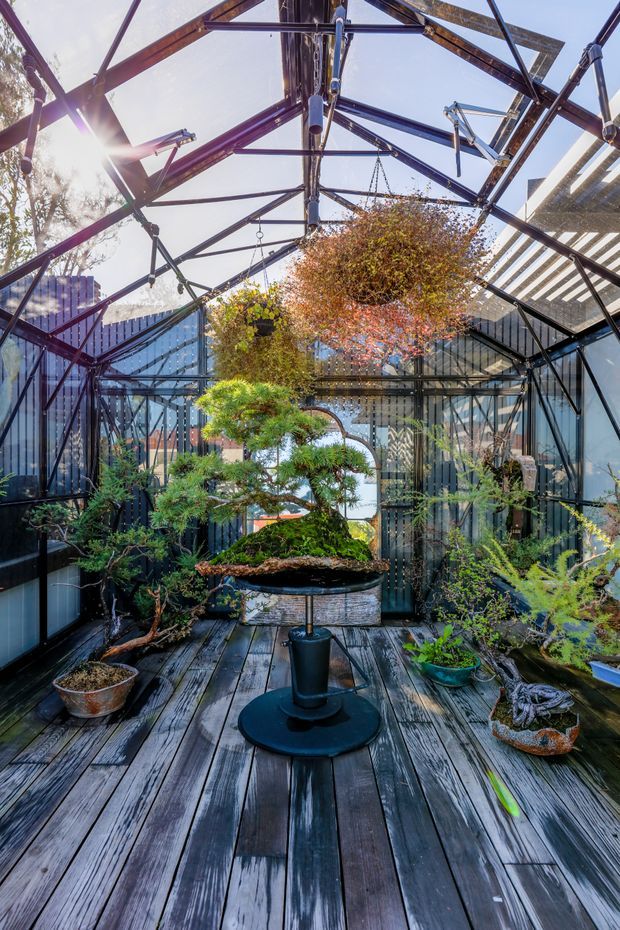 A glass-enclosed conservatory or greenhouse filled with bonsai trees and hanging plants. The space has a dark timber deck floor, black metal structural framing, extensive transparent glazing, and a partially open roof structure with strong natural sunlight.