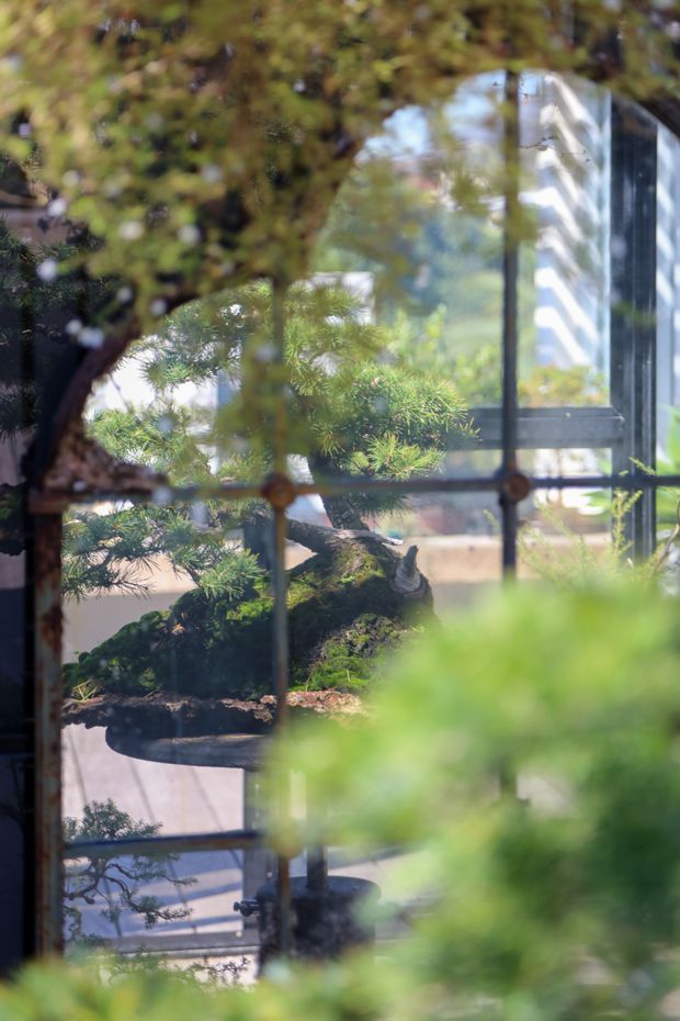 A close-up view through large dark-framed glazed panels, with layered reflections and foliage partially obscuring a carefully shaped bonsai tree. The image emphasizes a tranquil garden-facing architectural opening and the interplay of glass, greenery, and filtered daylight.
