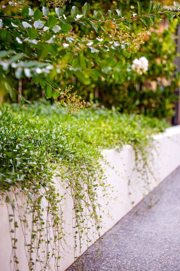 A close-up landscaped outdoor walkway with dense green foliage, trailing plants cascading over a low smooth white retaining wall, and a grey paved path curving alongside it. The image focuses on lush garden planting and a refined garden edge.