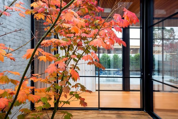 View of a contemporary glazed courtyard or outdoor terrace framed by vivid autumn foliage. Black-framed floor-to-ceiling glazing, warm timber decking and ceiling lining, and a pale masonry wall create a refined indoor–outdoor connection. A blue outdoor seating area is visible through the glass.