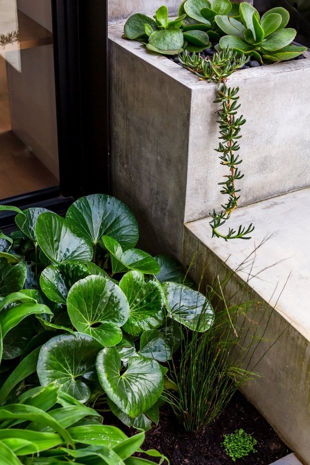 Close-up of a lush planted courtyard or entry garden beside a black-framed glazed doorway. Large glossy green foliage and trailing succulents grow in dark soil, with raised rectangular concrete planters and stepped concrete paving defining the compact landscape.