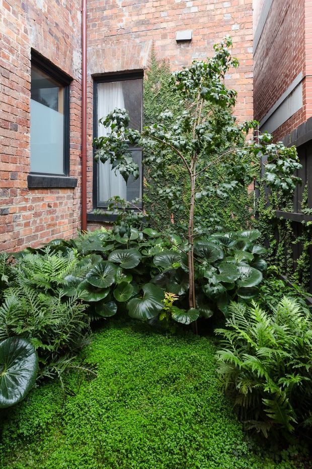 A lush, densely planted courtyard garden enclosed by red brick walls. The compact urban garden features layered greenery including ferns, large glossy-leaved plants, groundcover, climbing vines, and a small ornamental tree. Tall dark-framed windows and a dark timber or metal screen are integrated into the surrounding brick architecture, creating a secluded, shaded courtyard atmosphere.