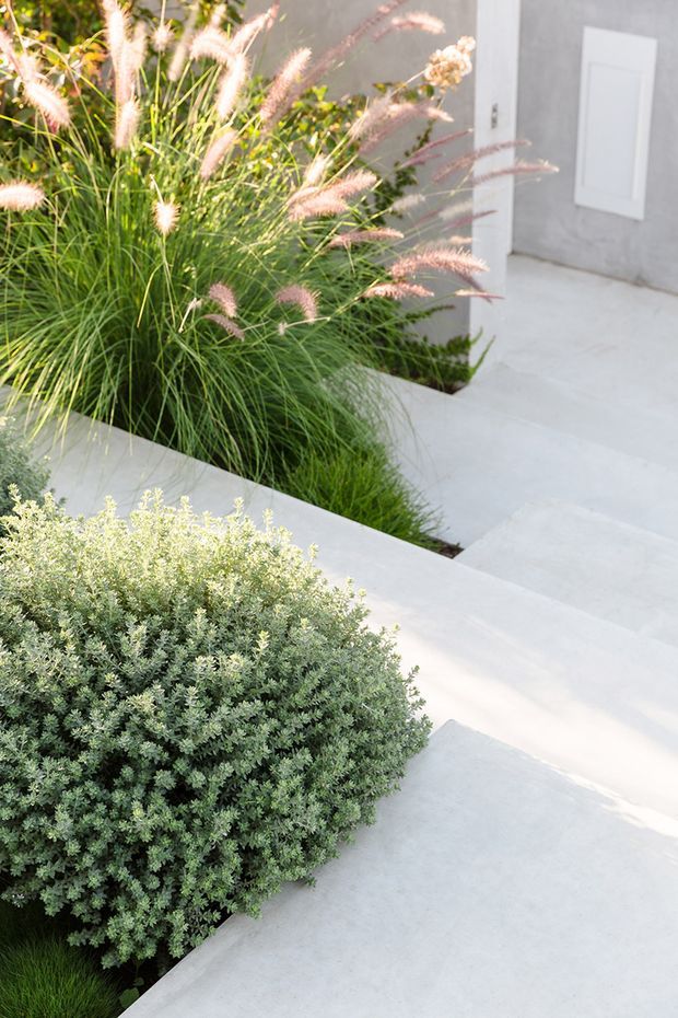 A minimalist landscaped entry courtyard with pale concrete paving and stepped paths surrounding sculptural planting beds. Ornamental grasses with soft pink plumes and a dense rounded silvery-green shrub contrast with the smooth light-grey rendered wall and simple white door.