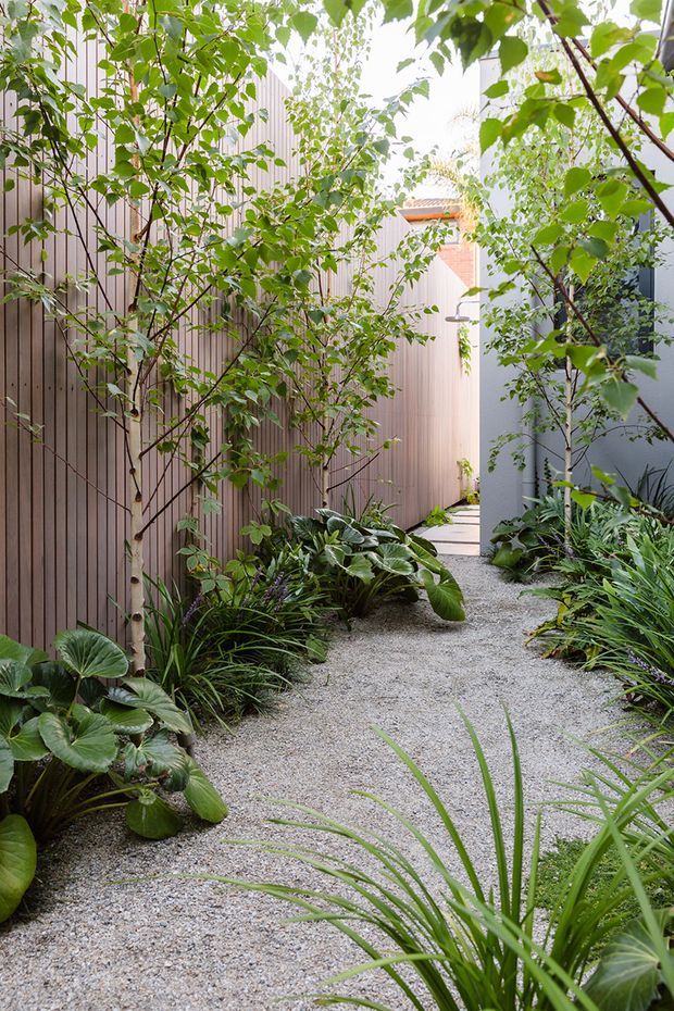 A narrow landscaped courtyard passage with a pale gravel path winding between vertical timber privacy screens and smooth light-grey walls. Dense leafy planting, broad tropical foliage and ornamental grasses soften the enclosed garden, with glimpses of a light-filled building and terracotta roof beyond.