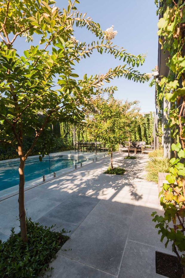 A landscaped outdoor courtyard or terrace with large-format grey paving, a narrow swimming pool enclosed by frameless glass fencing, mature leafy planting, espaliered or climbing greenery, and a seating area. The scene is sunlit and tranquil, with the garden integrated alongside a building facade.