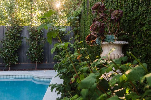 A lush, leafy poolside garden with a turquoise swimming pool, pale paving, dark vertical fencing, dense climbing greenery, and an ornate stone urn planter filled with plants. Sunlight filters through the foliage, creating a secluded and tranquil outdoor setting.