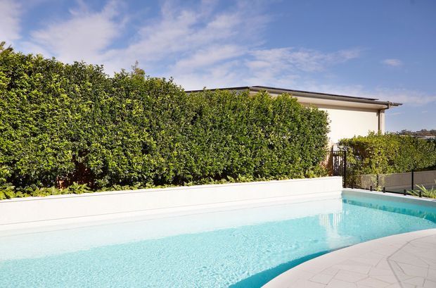 A bright outdoor swimming pool beside a modern low-rise residence, with a pale paved pool surround, white rendered pool wall, dense manicured hedge screening, and a clear blue sky.
