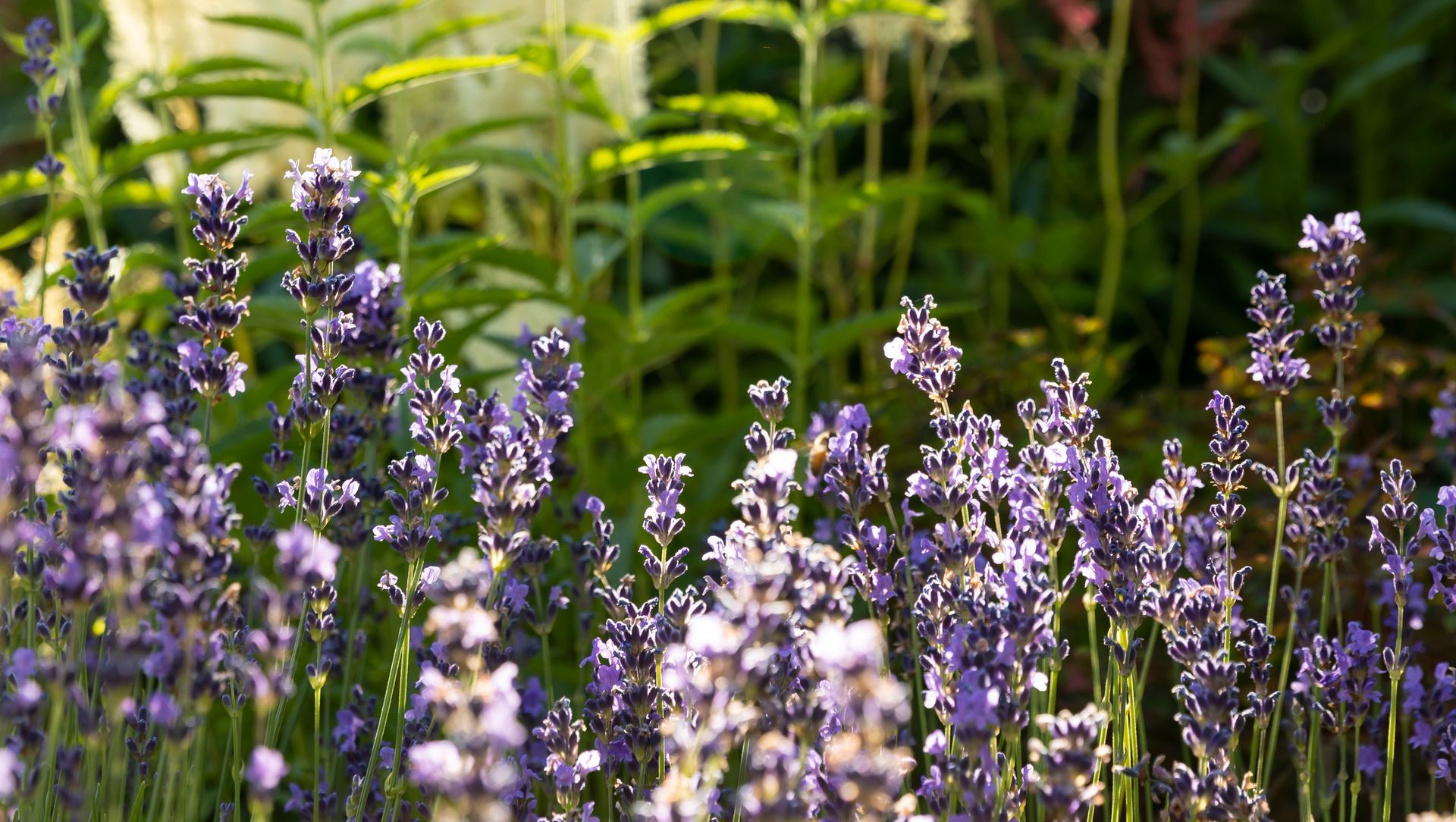 Juliette's Garden banner