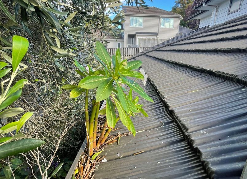 Before and After Photos