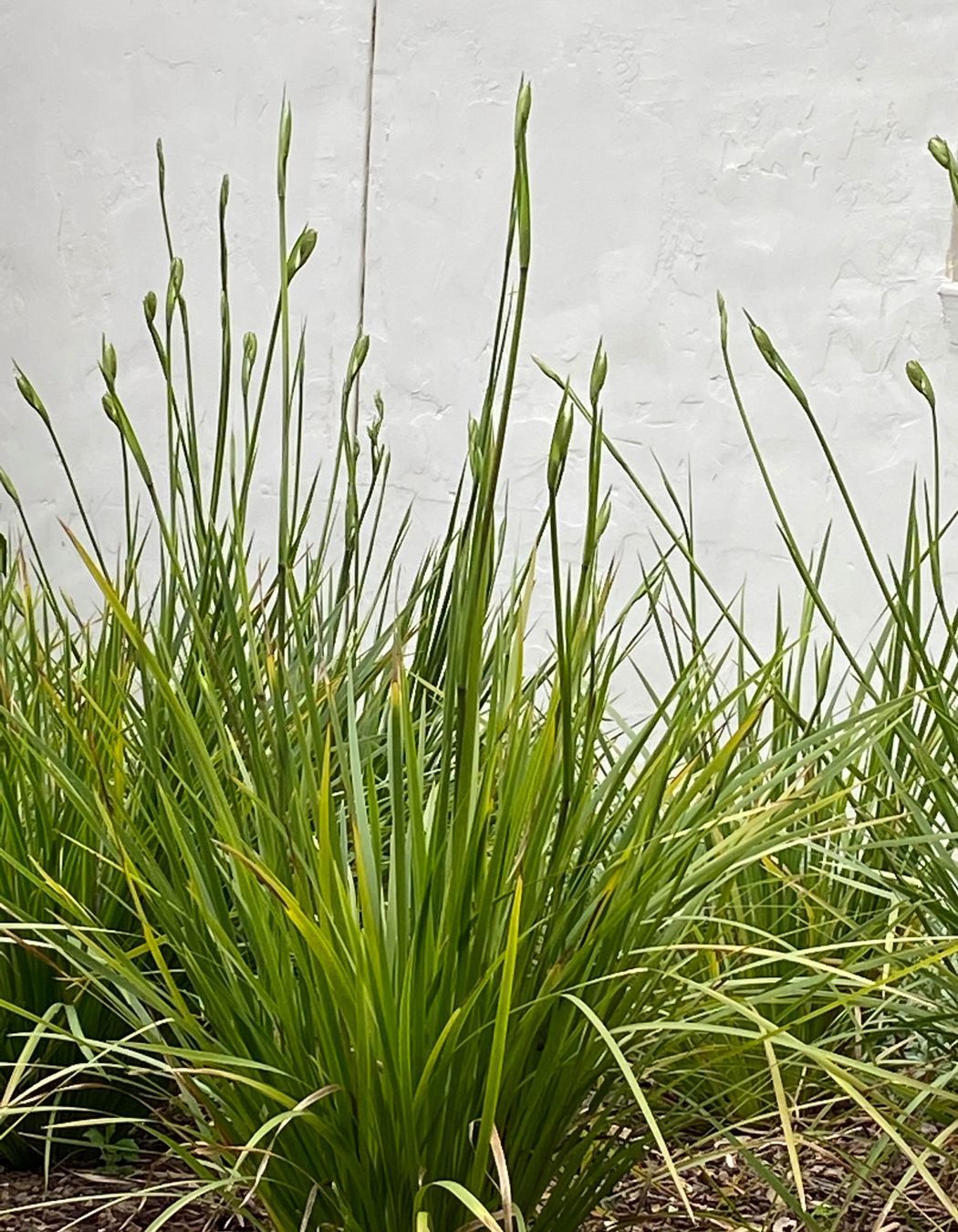 House Among The Gum Trees