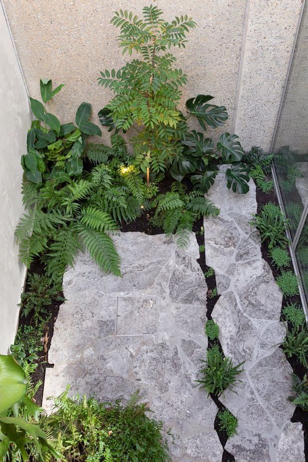 A lush indoor courtyard or atrium garden viewed from above, with irregular pale stone paving forming a narrow path among dense tropical foliage, ferns, and broad-leaf plants. Textured concrete or stone walls enclose the space, with glazing visible along one side. The planting and natural stone create a cool, organic architectural landscape.