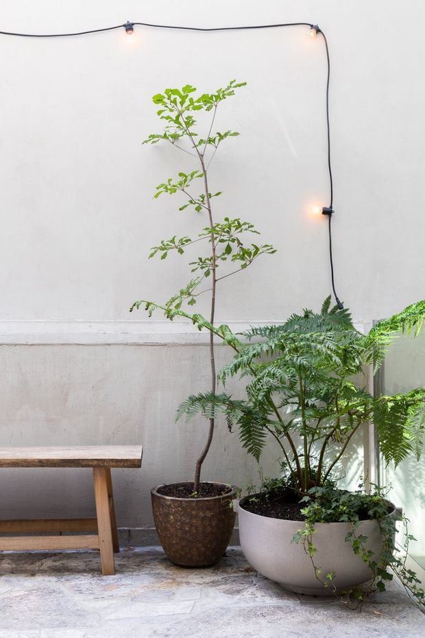 A softly lit courtyard or outdoor terrace with a pale rendered wall, string lights, a rustic wooden bench, and several large potted plants and small trees. The scene has a natural, understated garden atmosphere with concrete or stone paving.