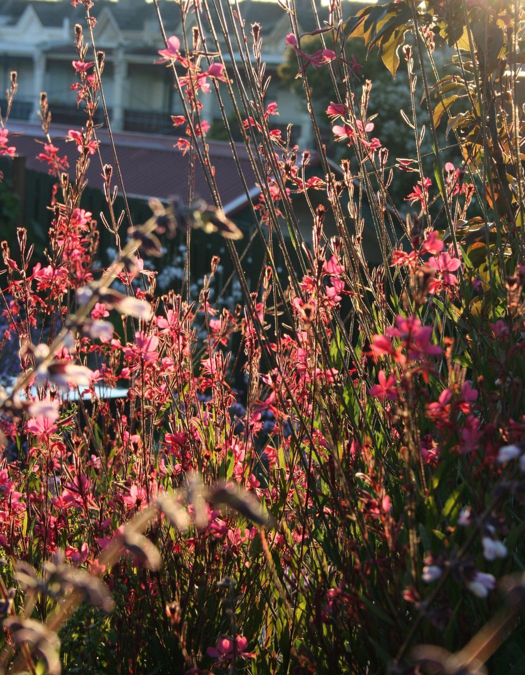 ##^^**&amp;&amp;'Welkin', Colourful Rooftop Terrace &amp; 'Scarborough' Garden In Clifton Hill