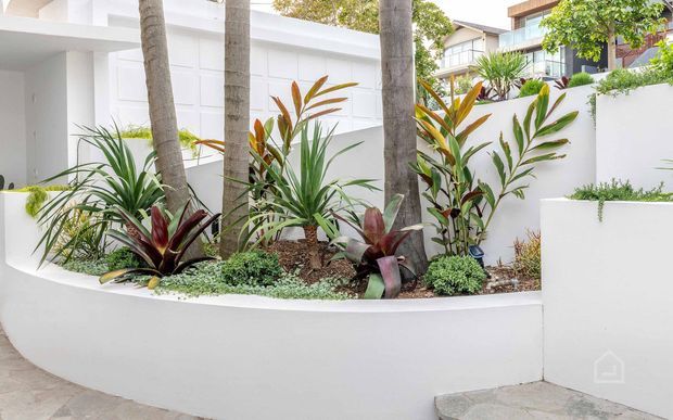 A bright landscaped courtyard or entry garden featuring a curved white rendered planter bed, tropical and subtropical foliage, palm trunks, and layered white architectural walls. The scene has a clean contemporary coastal feel with abundant greenery and strong white surfaces.