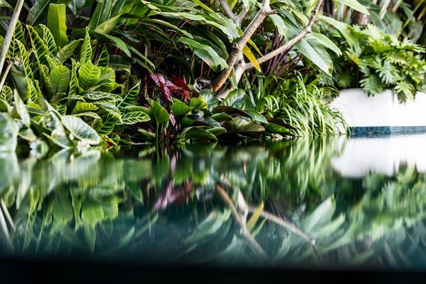 Close-up view of lush tropical planting along the edge of a calm reflective pool or water feature. Dense broad-leaf foliage and small trees dominate the scene, with strong mirrored reflections in the dark water and a pale pool edge visible at right.
