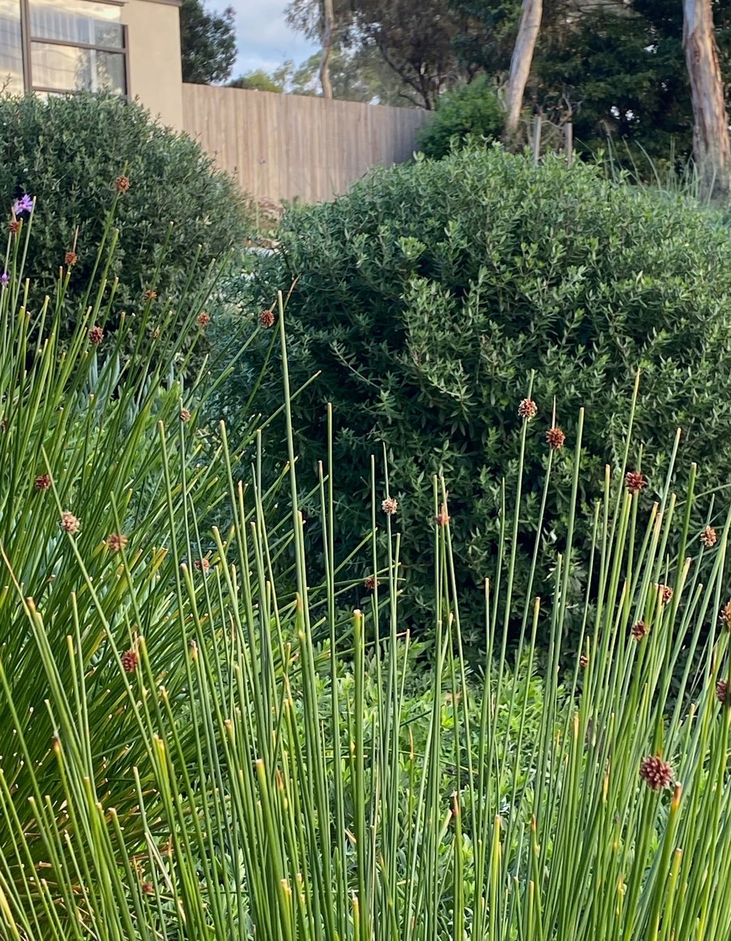 ##^^Mount Eliza Woodland Garden In Mount Eliza