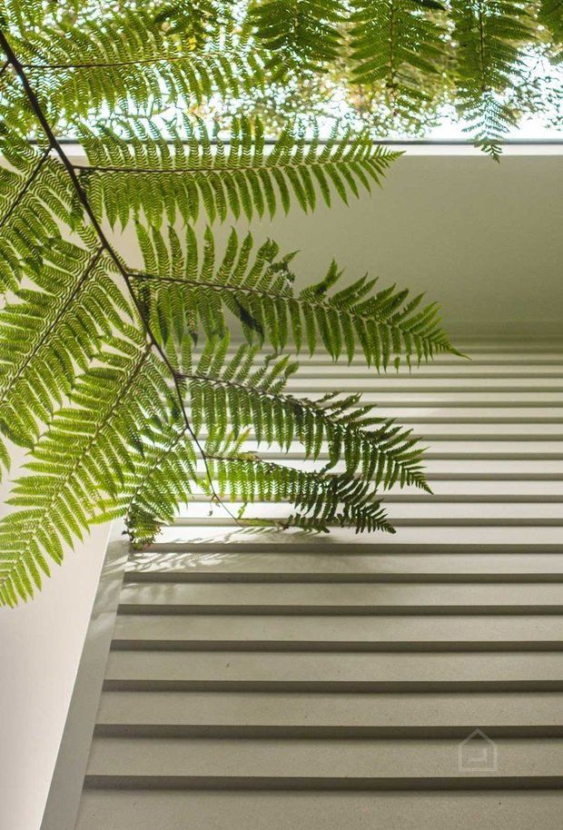 Upward-looking architectural detail showing a stairway with broad pale steps and horizontal shadow lines, bordered by smooth light walls and a bright linear opening above. Fern fronds overlap the stairwell, creating a strong indoor-outdoor, biophilic composition with dappled natural light.