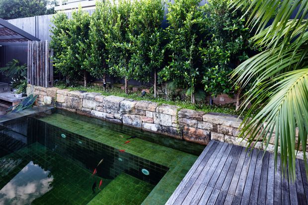 A landscaped residential pool area with a dark green tiled swimming pool, visible fish, timber decking, a rough stone retaining wall, dense clipped hedging, and tropical palm foliage. The setting feels private, lush, and contemporary, with a small roofed structure at the left edge.
