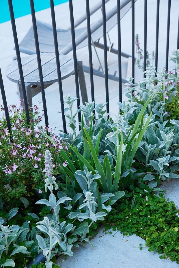 A close-up view of a planted outdoor terrace or balcony, with dense ornamental greenery and flowering plants growing beside pale concrete paving. Black vertical metal balustrade rails frame a small weathered timber outdoor table and chairs, with a light-toned building or terrace structure visible beyond. The scene has a cool, lush, urban garden atmosphere.