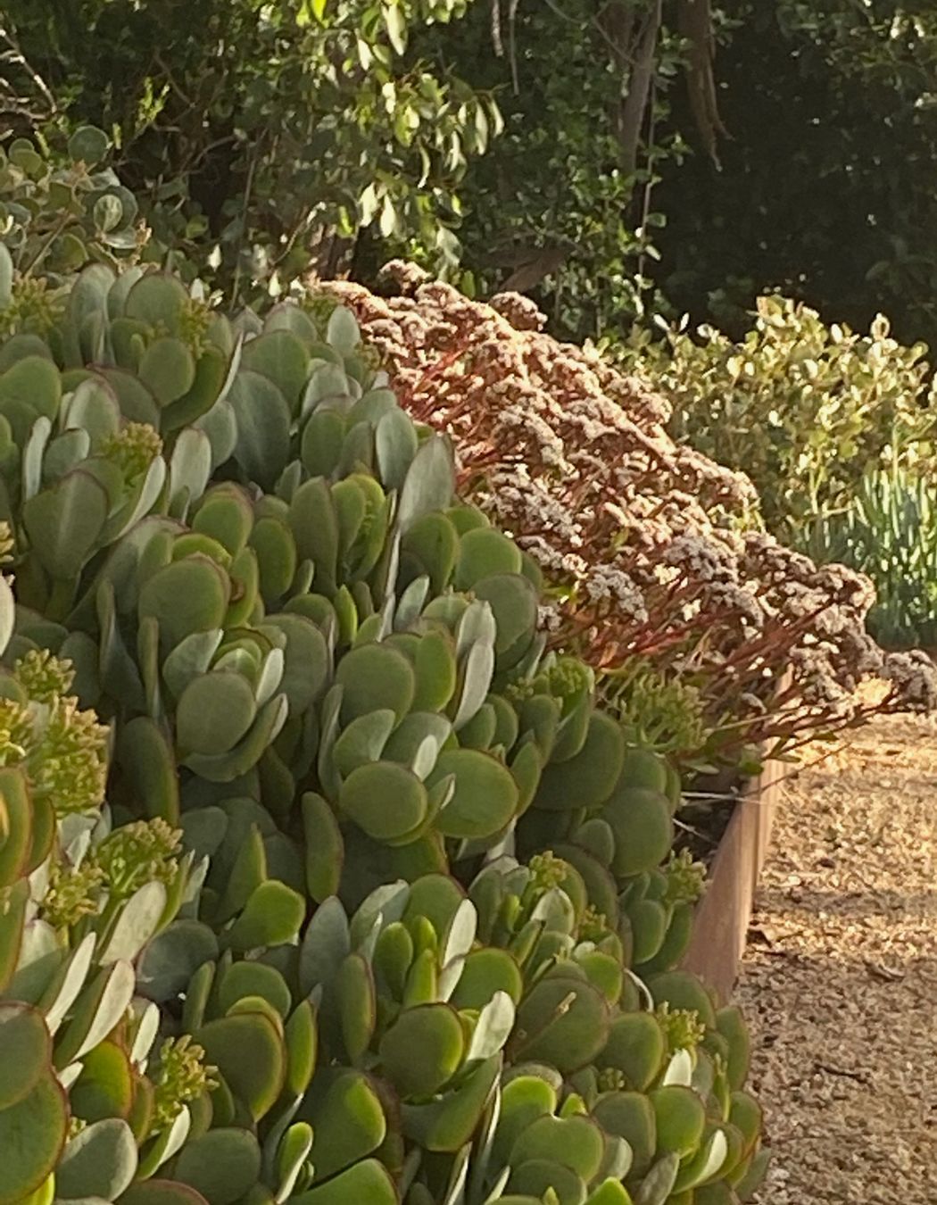 ##^^Mount Eliza Woodland Garden In Mount Eliza