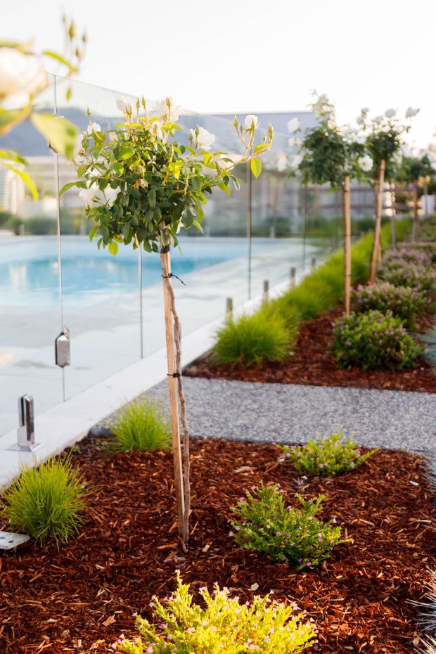 A landscaped poolside garden with a clear frameless glass safety fence, pale paved pool surround, mulched planting beds, ornamental grasses, flowering shrubs, and a young clipped tree. The image has a bright, airy outdoor residential feel, with the pool and garden dominating the view.