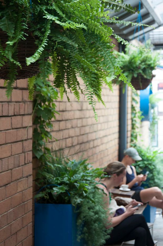 A narrow, lushly planted outdoor urban walkway or courtyard beside a warm-toned brick wall. Large hanging ferns and dense potted greenery frame blue planters, while people sit along the edge in the background. A partially visible glazed or covered building frontage appears to the right.