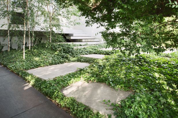 A landscaped exterior approach to a modern building, featuring broad concrete stepping slabs embedded in dense low groundcover and clipped greenery. Mature trees partially screen a minimalist white and grey building with strong horizontal forms in the background.