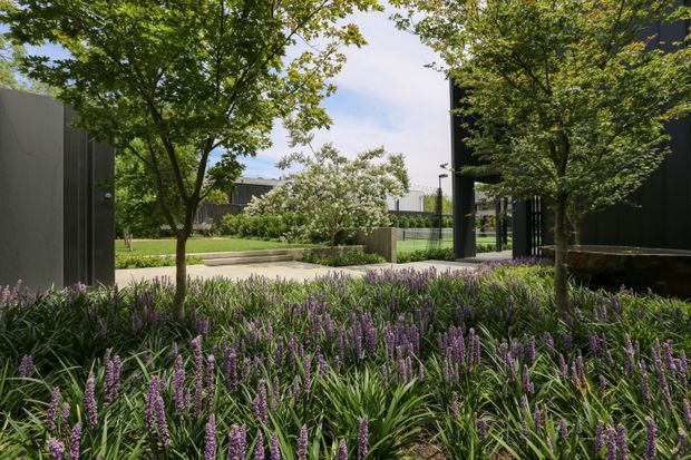 A landscaped contemporary residential entrance or courtyard with dense purple flowering groundcover, mature trees, clipped lawn, pale paving, and dark architectural wall and gate elements. The scene feels private, green, and carefully designed, with modern structures partially visible behind the planting.