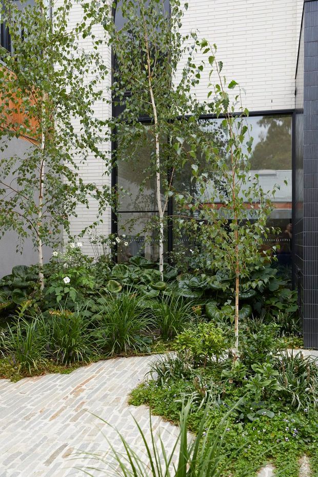 A lush landscaped courtyard or entry garden beside a contemporary building. The garden features slender birch trees, dense layered planting, ornamental grasses, leafy groundcovers and small flowering plants. A pale irregular brick or stone-paved walkway curves through the garden, bordered by white brick walls, large dark-framed glazing and a dark vertical-tiled facade.