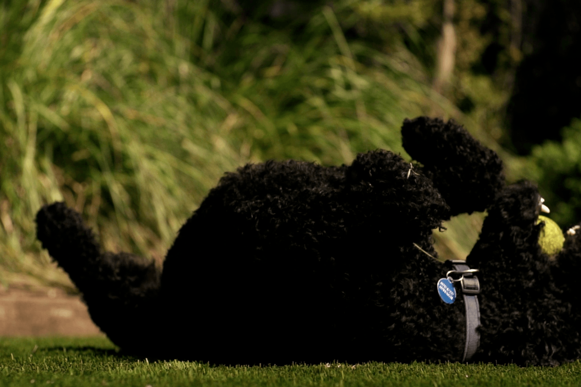 Urban Upgrade in Merivale